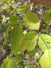 Lonicera praeflorens