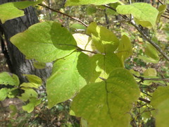 Lonicera praeflorens