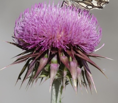 Carduus macrocephalus