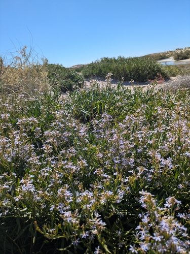 Scaevola cunninghamii, photograph 1