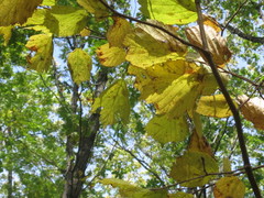 Corylus heterophylla