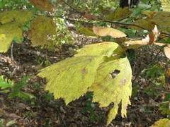 Corylus heterophylla