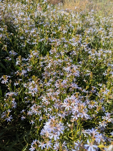 Scaevola cunninghamii, photograph 2