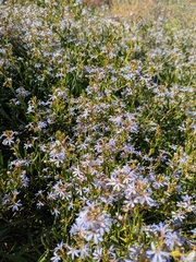 Scaevola cunninghamii, photograph author not stated, no rights reserved
