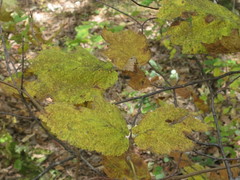 Corylus heterophylla