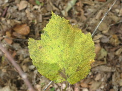Corylus heterophylla