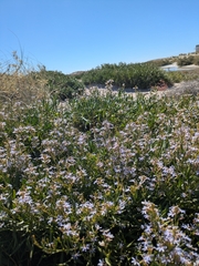 Scaevola cunninghamii, photograph author not stated, no rights reserved