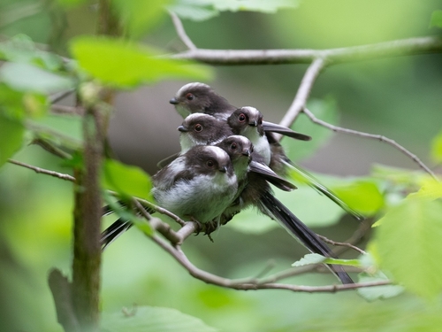 Mito común (Aegithalos caudatus)