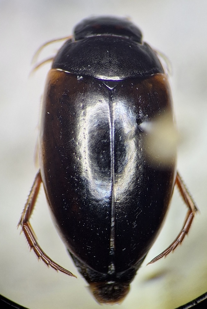 Agabus smithi