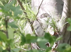 Curruca crassirostris