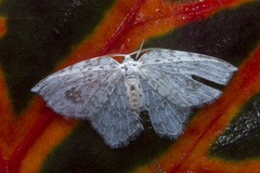 Leucodrepana serratilinea