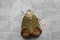 Asinduma exscripta