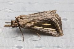 Schistorhynx argentistriga
