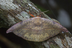 Oreta bicolor