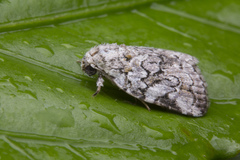 Characoma