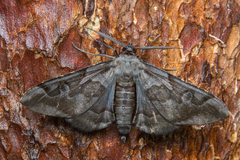 Hypochrosis binexata