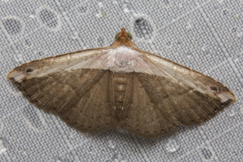 Ataboruza unipuncta
