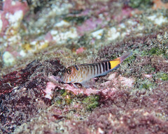 Zebra Blenny photo 1