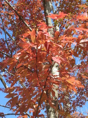 Acer mandshuricum