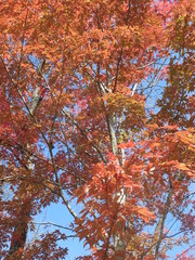 Acer mandshuricum
