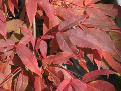 Acer mandshuricum