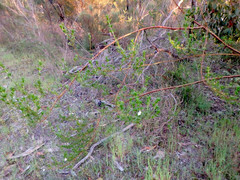Prostanthera behriana