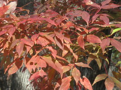 Acer mandshuricum