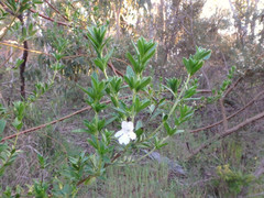 Prostanthera behriana