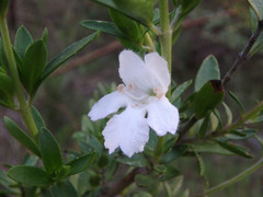 Prostanthera behriana