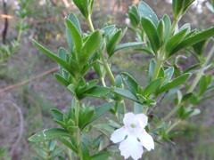 Prostanthera behriana