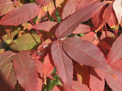 Acer mandshuricum