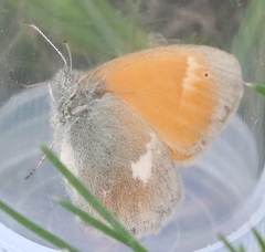 Coenonympha rhodopensis