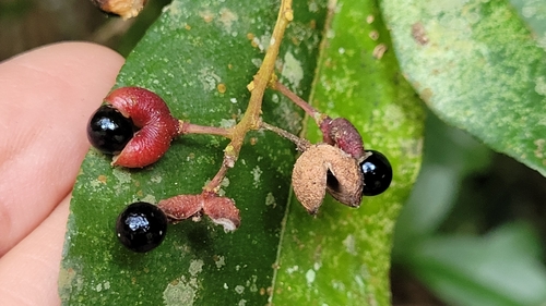 Zanthoxylum ovalifolium observed 2025-07-17