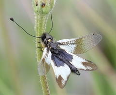 Libelloides lacteus