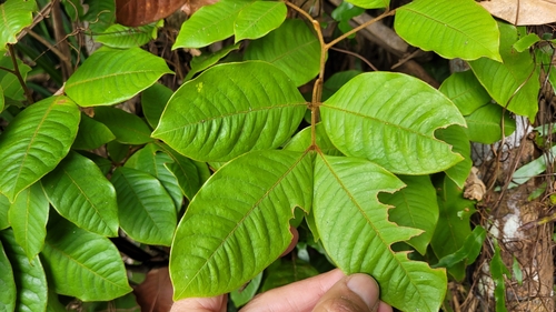 Mischocarpus lachnocarpus observed 2025-07-17