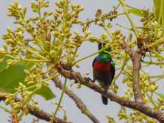 Cinnyris chloropygius