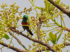 Cinnyris chloropygius