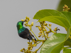 Cinnyris chloropygius