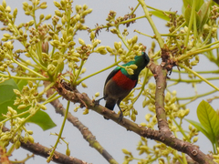 Cinnyris chloropygius