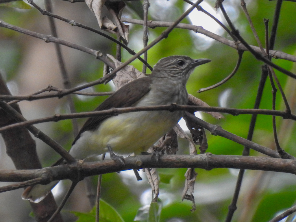 Swamp Greenbul (Thescelocichla leucopleura) photo