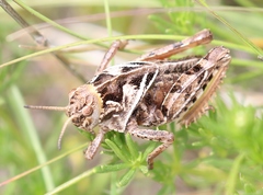 Prionotropis hystrix