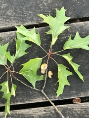 Quercus rubra
