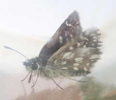 Spialia orbifer