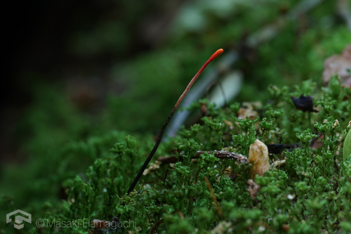 Ophiocordyceps nutans