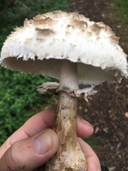 Chlorophyllum rhacodes