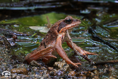 Ezo Brown Frog photo 1