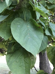 Catalpa speciosa