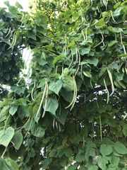 Catalpa speciosa