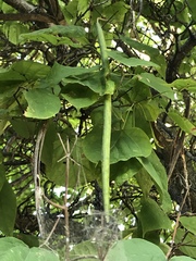 Catalpa speciosa