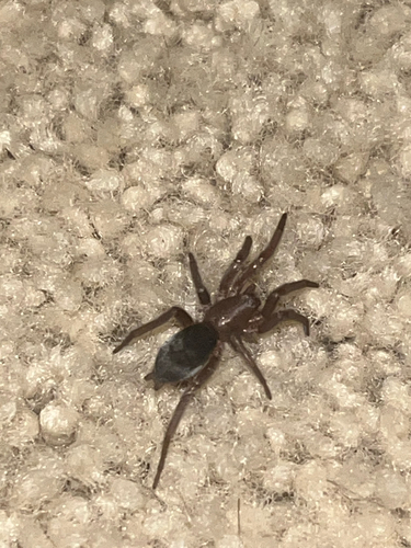 Mouse Spider photo 6